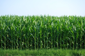 corn-fields-ripe-for-harvest